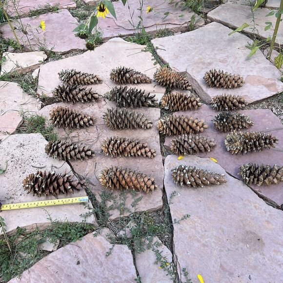 Lot of 20 Golden Giant Long Sugar Pine Cones 7"-9" Freshly Dropped Flagstaff, AZ - Picture 10 of 11